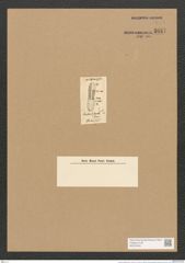 Amphora magnifica Grev. (de-Toni-Nr.: Genus 36, Species 1590) Zeichnungen Sammlung Grunow Nr. 3047 (NHMW-BOT-W0370443)